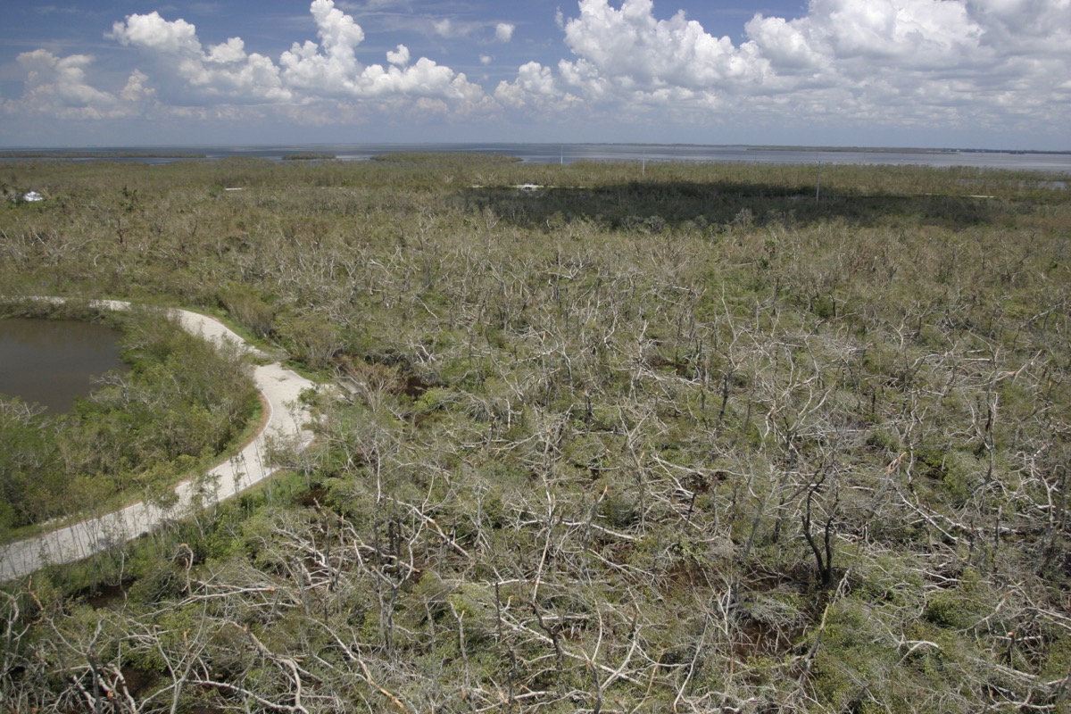 Aerial view of hurricane-impacted mangrove canopy in Florida.