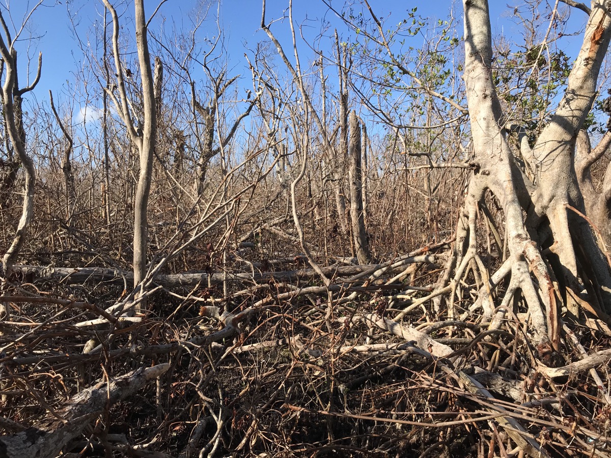 Field view of hurricane-disturbed mangroves in Florida.
