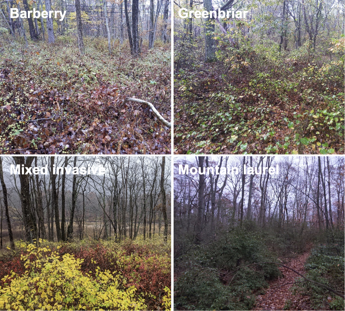 Field photos of understory plant communities including barberry, greenbriar, mixed invasive plants, and mountain laurel.