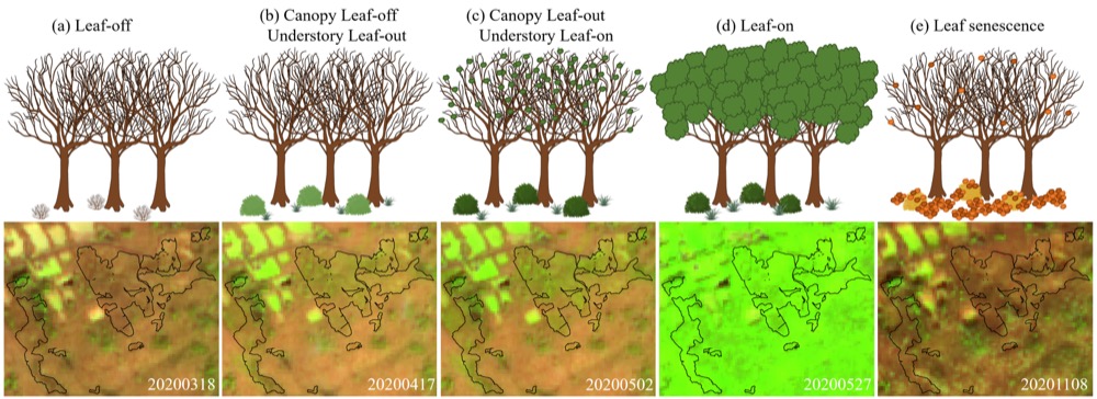 Understory seasonal phenology and Sentinel-2 time series figure.